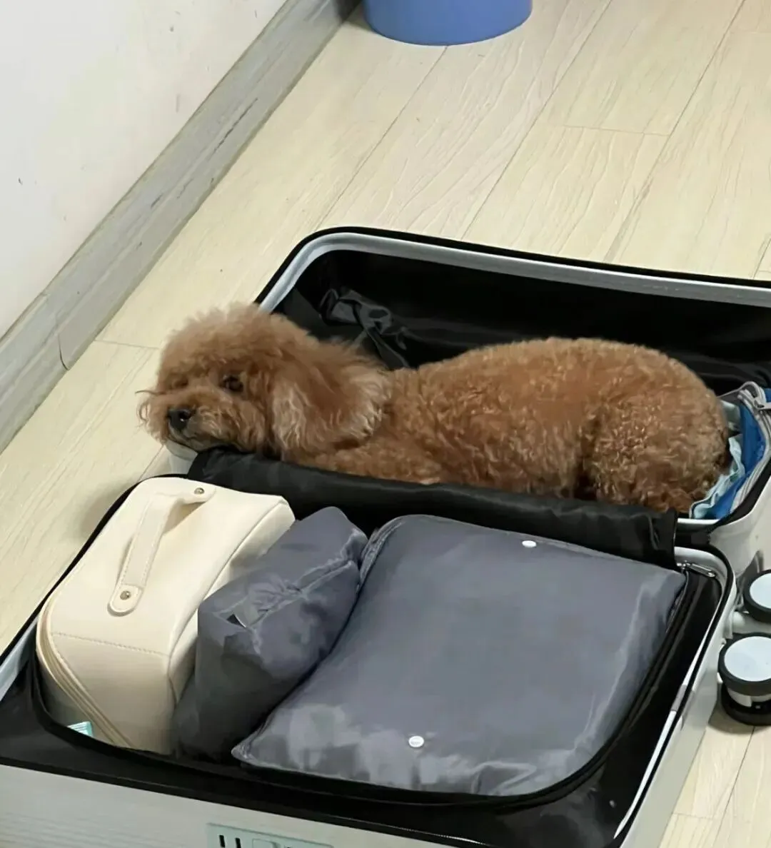 出去旅游收拾行李,家里的小狗看见后555它们什么都懂!