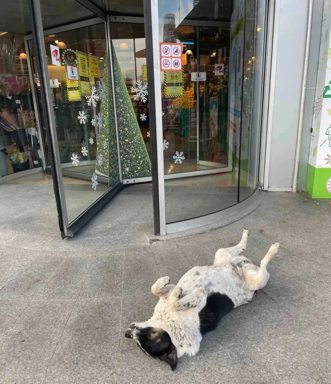 网友去伊斯坦布尔旅游,发现那里的流浪狗怎么都睡那么死?