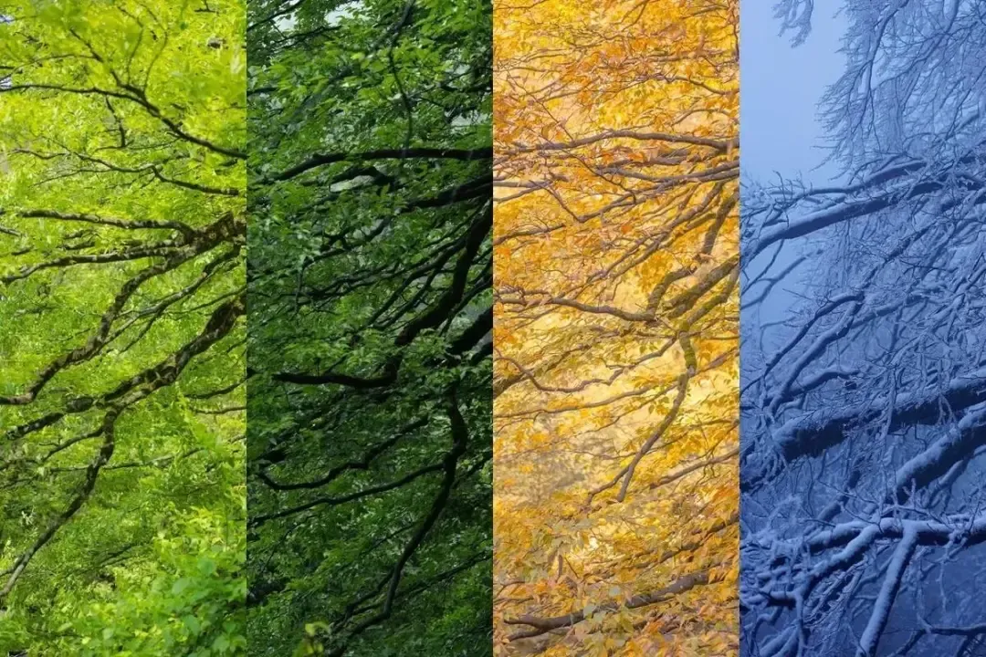 《2026年最佳旅游时间表》专为老年人公开,赶快收藏起来!