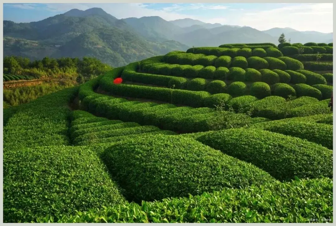 大量日本游客涌入六安,打着旅游幌子不游天堂寨不吃吊锅,为什么