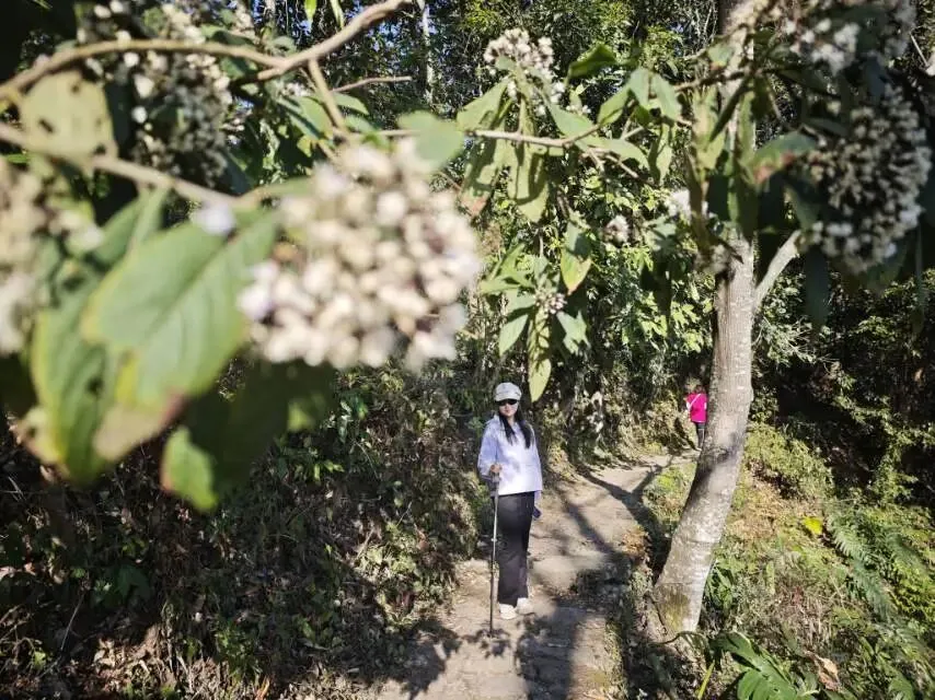 高黎贡山百花岭景区徒步