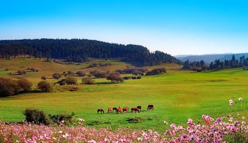 重庆武隆仙女山必去十大旅游景点,天然氧吧全在这里!