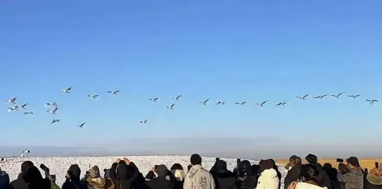 文旅服务信息|扎龙生态旅游区春节不打烊