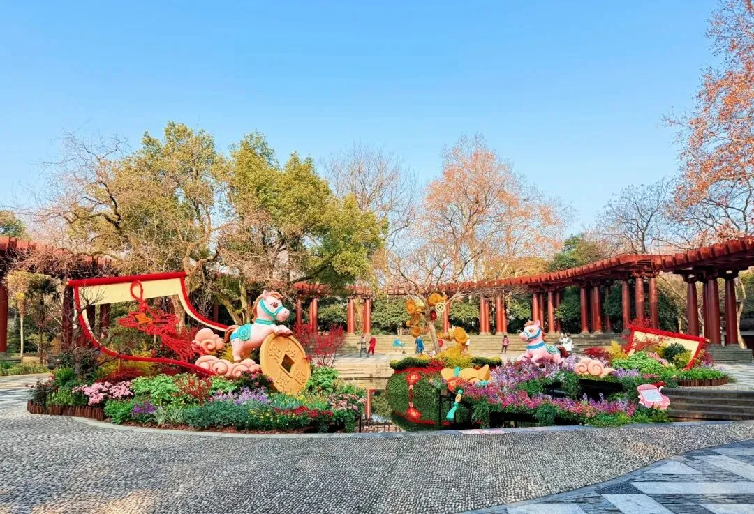 马上花开|西湖景区春节花坛花境抢先看