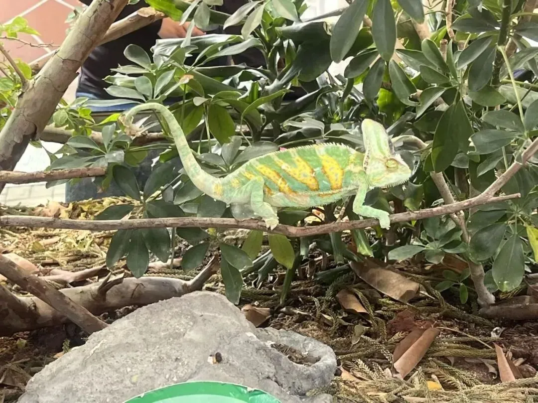 青岛→广州2月假期家庭旅游个人版介绍(涵盖长隆、北京路、陈家祠、华南植物园等)