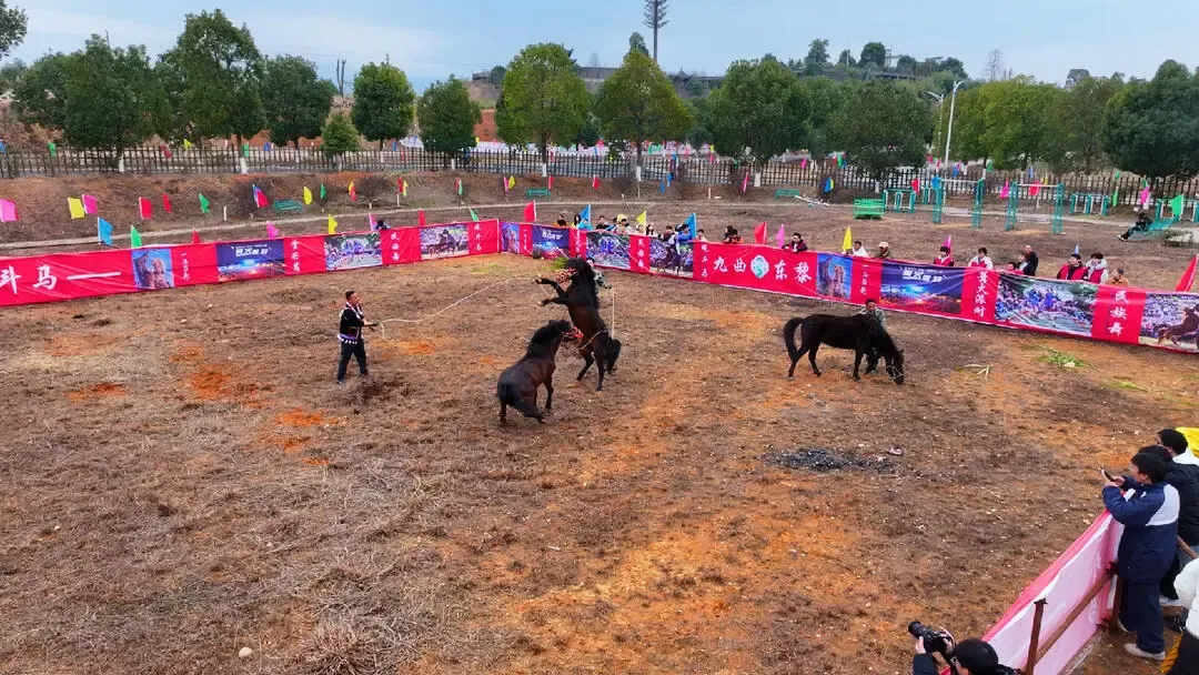 2026新春走基层|九曲东黎景区:“非遗”斗马燃情上演