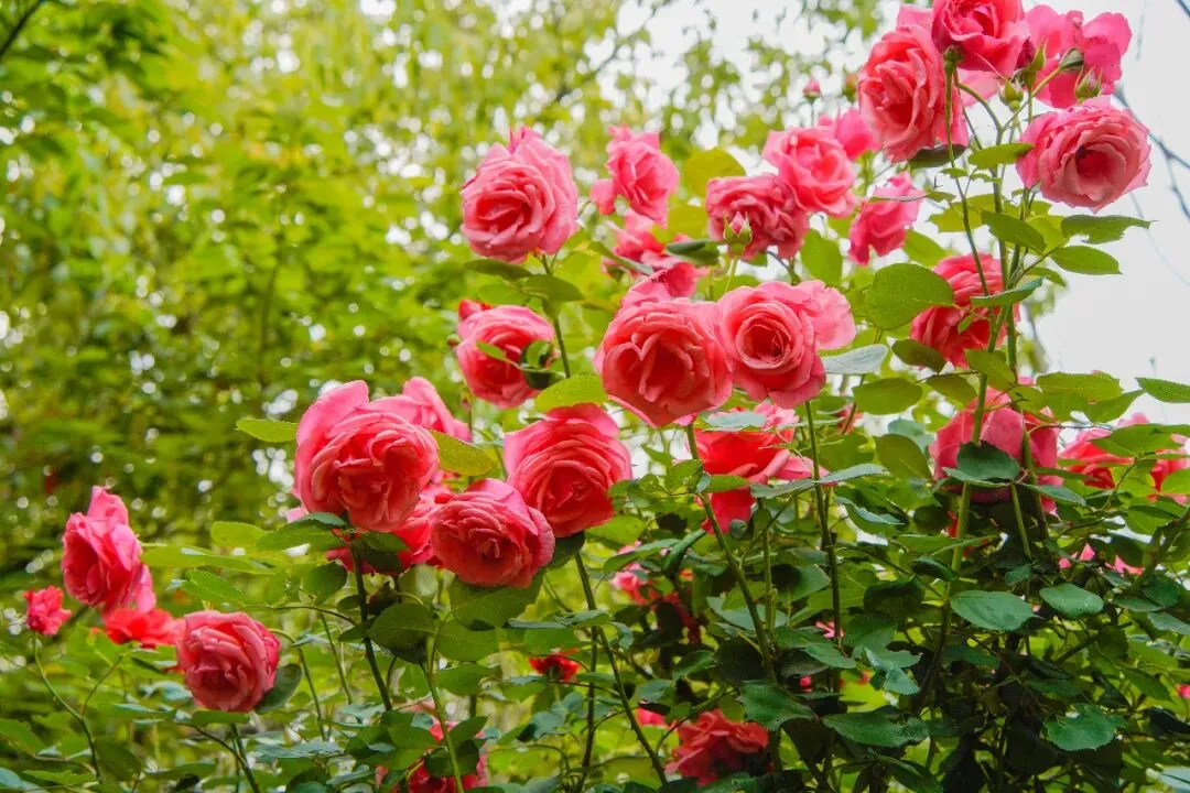 属马、姓马、名字带马免费!2026全国景区免票福利汇总!(第四期)