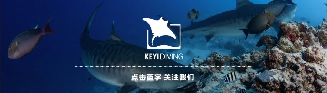 「翼潜社」国资控股,硬核保障:旅游合同为潜水员护航