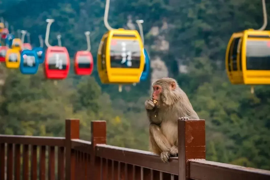 宜昌文旅2月13日速报|2景区临时闭园+车溪烟花上线,除夕出游倒计时
