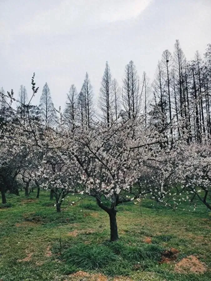 江西与湖北交界有个县,出了两个世界级景点,风景绝美不输瑞士