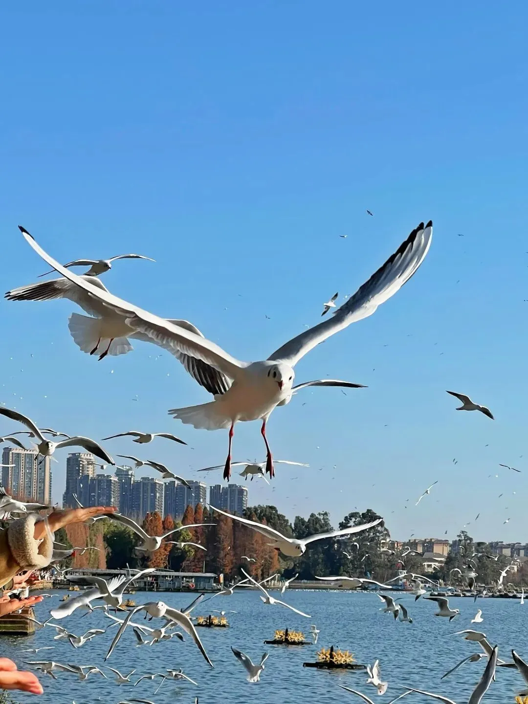 昆明2月3天2晚旅游攻略|春城暖阳、红嘴鸥、花海与滇味烟火