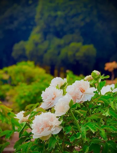 四川彭州市丹景山必去十大旅游景点,花海天堂全在这里!