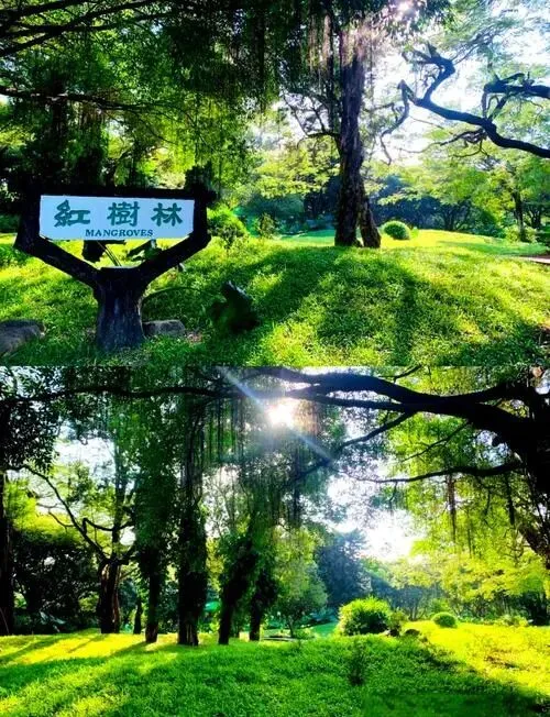 深圳红树林自然保护区把全国景区的饭碗给砸了