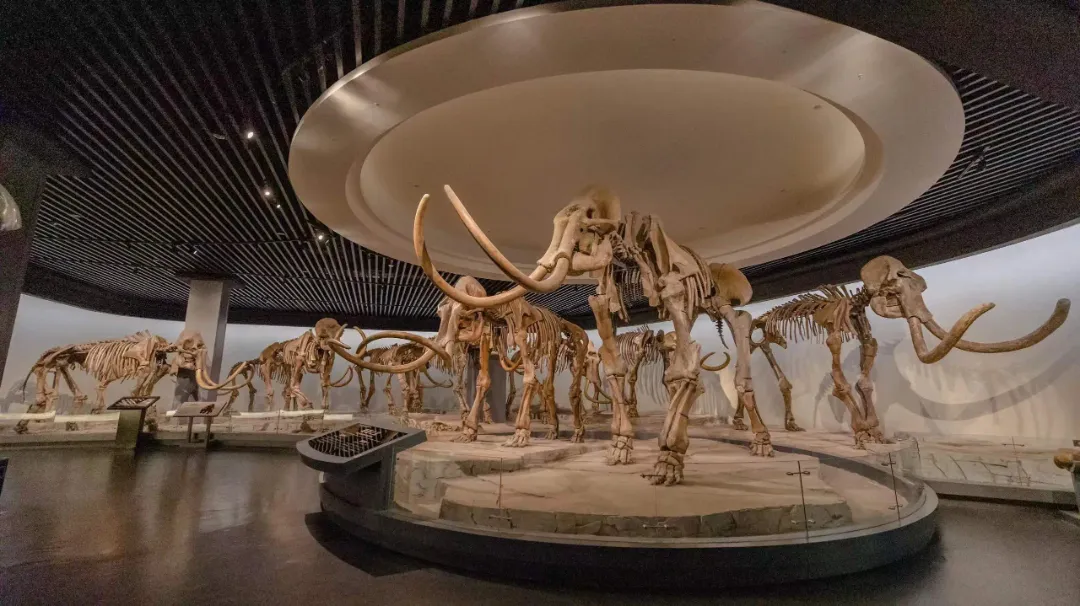 春节期间,大庆10个重点景区开放时间汇总!