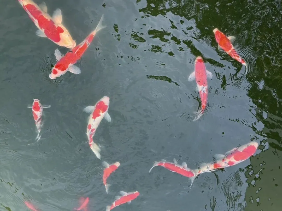 与其在景区看人山人海,不如在院里看云卷云舒