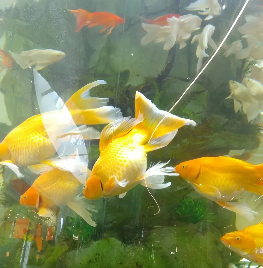 过年氛围拉满,服务区也能逛成景区