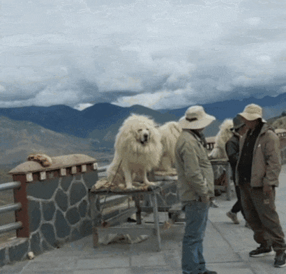 网友旅游偶遇“藏獒”,想记录结果成了“打假”罪证…眼见“受骗者”越来越多,官方都被炸出来了:这俩暑期工,求放过…