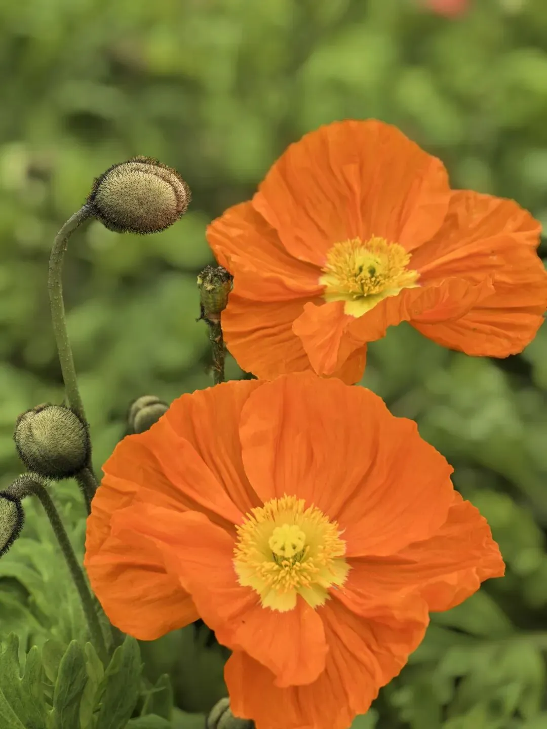 春节出游,有些景区寥落,有些饭店爆满,原来这个时代最大的赢家是流量