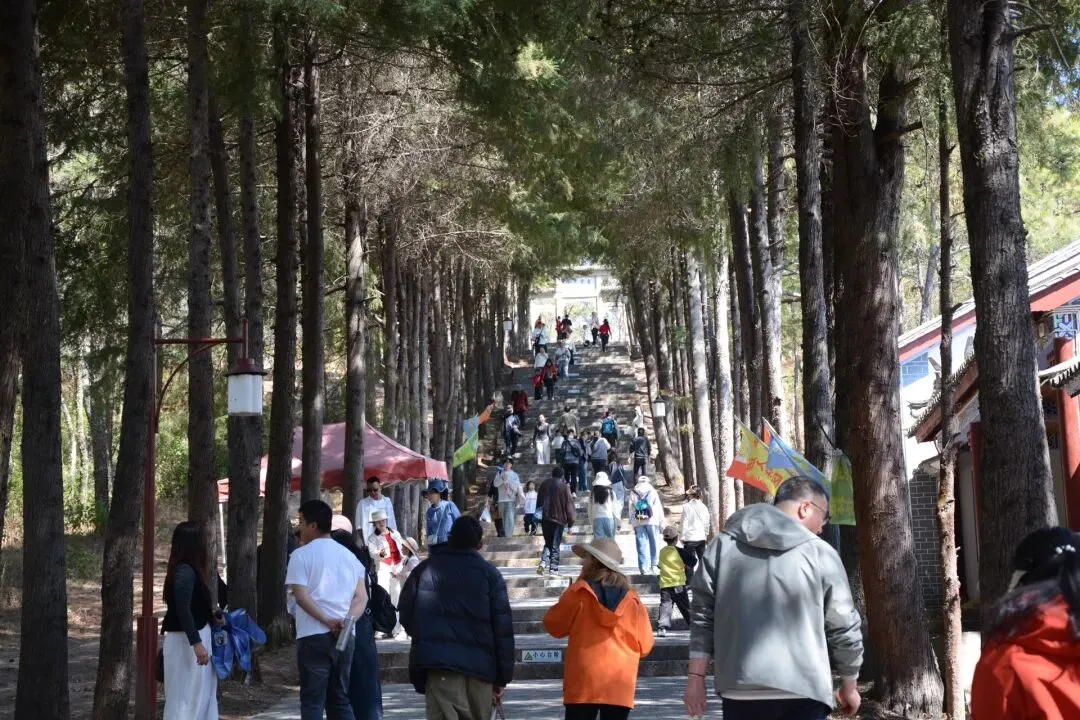 巍宝山景区世界最高人工栽培古山茶正值最佳观赏期