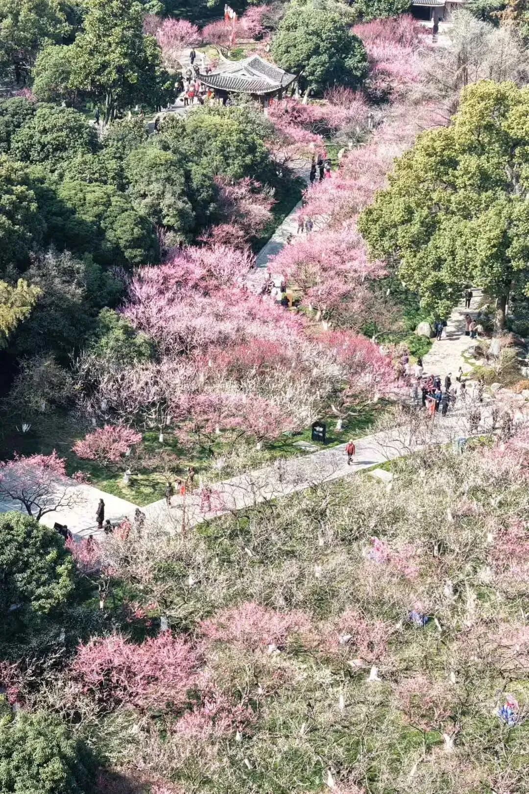夯爆了!超山景区&塘栖古镇人从众,这份春节出游指南请收好!