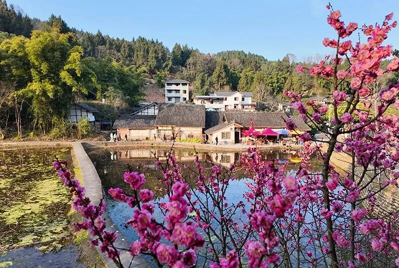 正月初三西充莲池镇现旅游热潮,外地车辆汇聚秩序井然