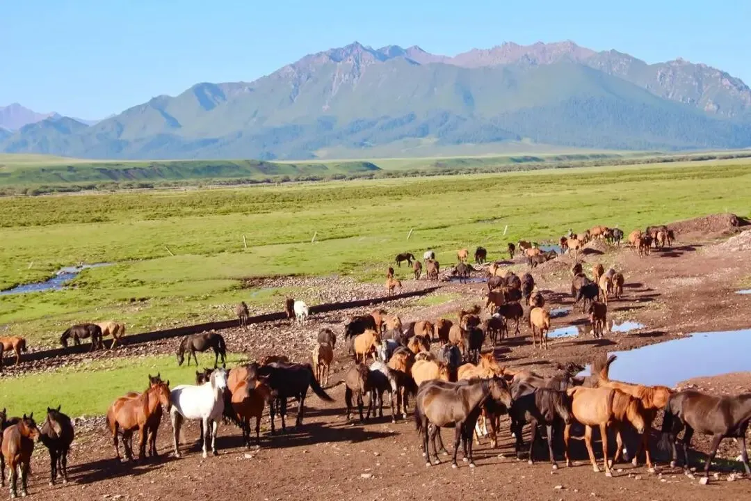 甘肃山丹军马场把全国景区的饭碗给砸了