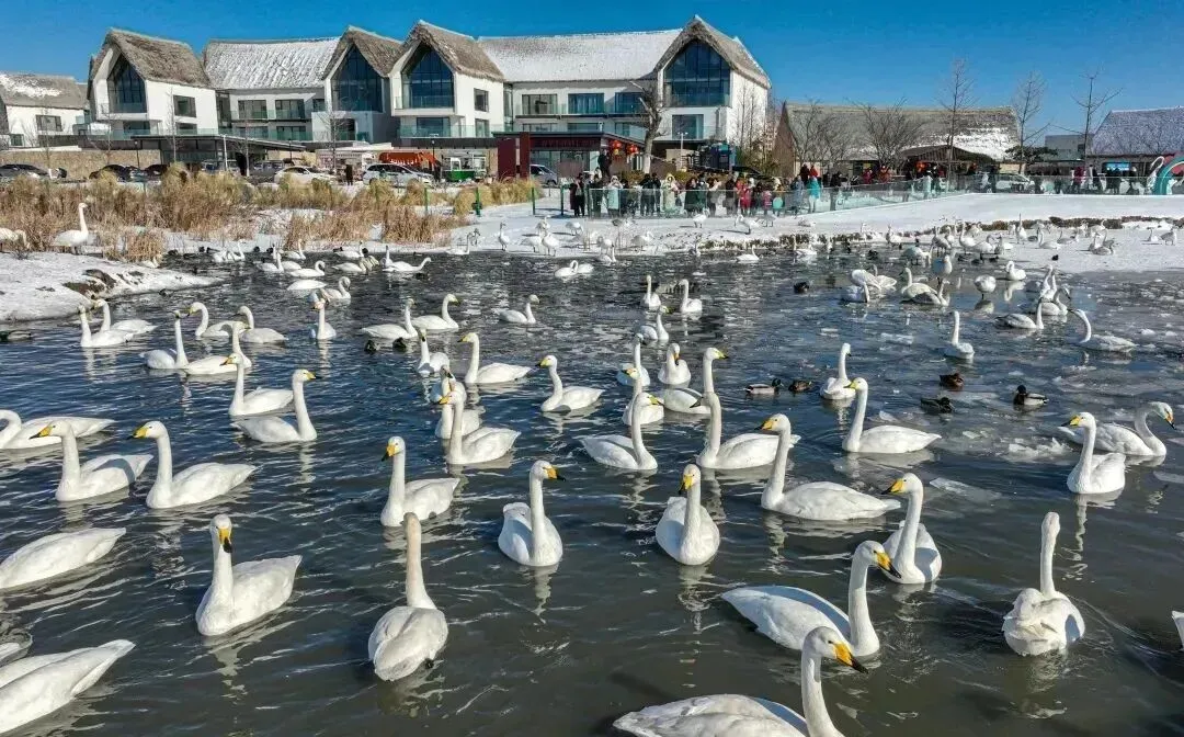 从镜头到心灵:威海如何将天鹅美景转化为旅游品牌能量?