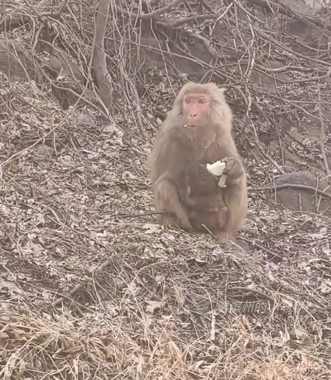 滨州一知名景区“猴出没”!