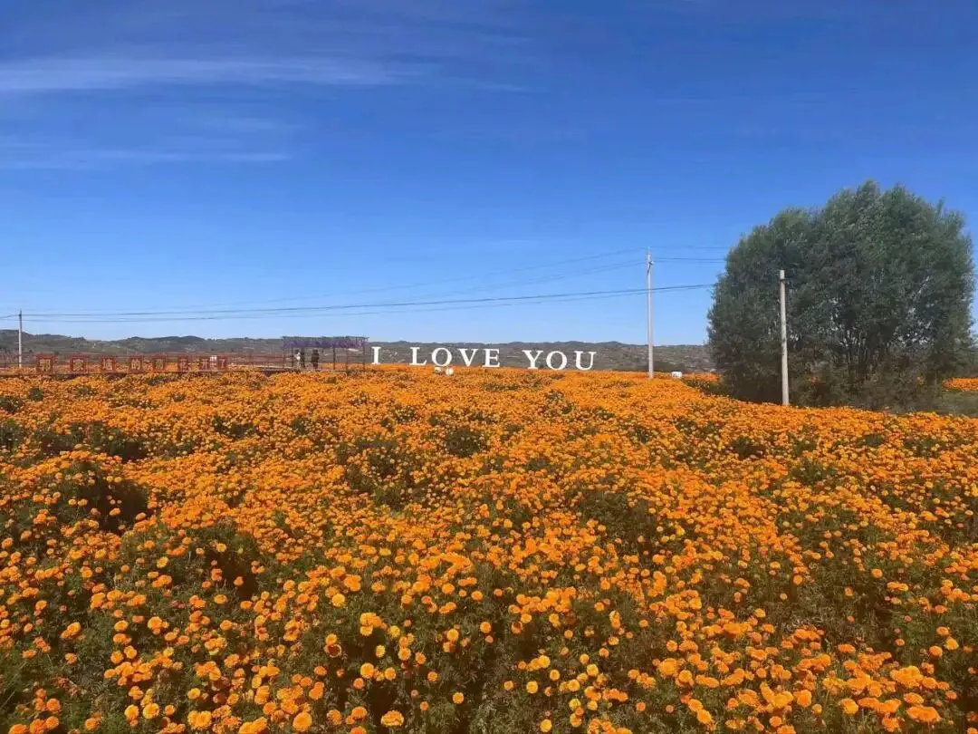 【每日推荐一处武乡景点】武乡菊花小镇