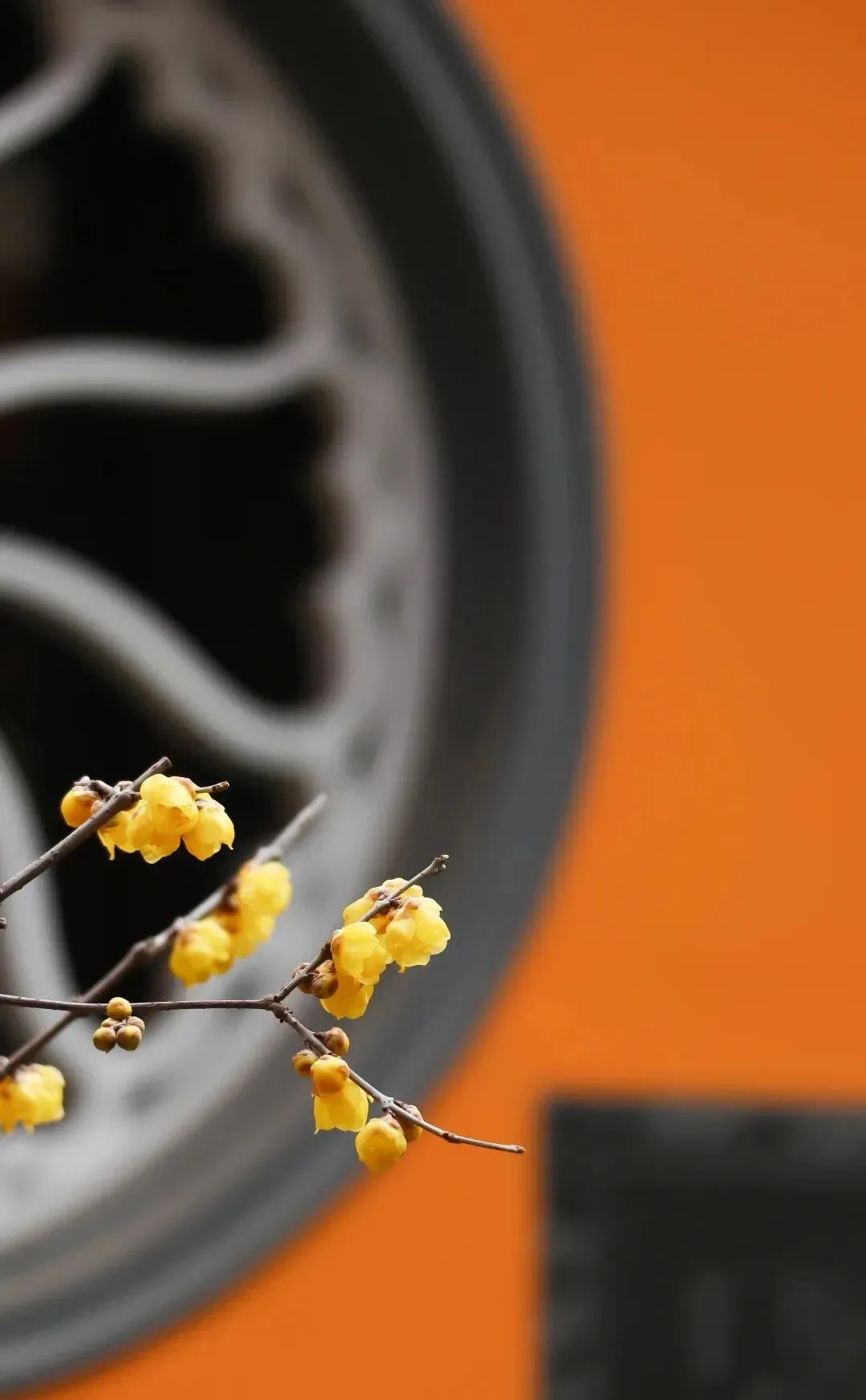 周末挤不进热门景点?我在东坡公园闻到一树腊梅,突然被治愈了