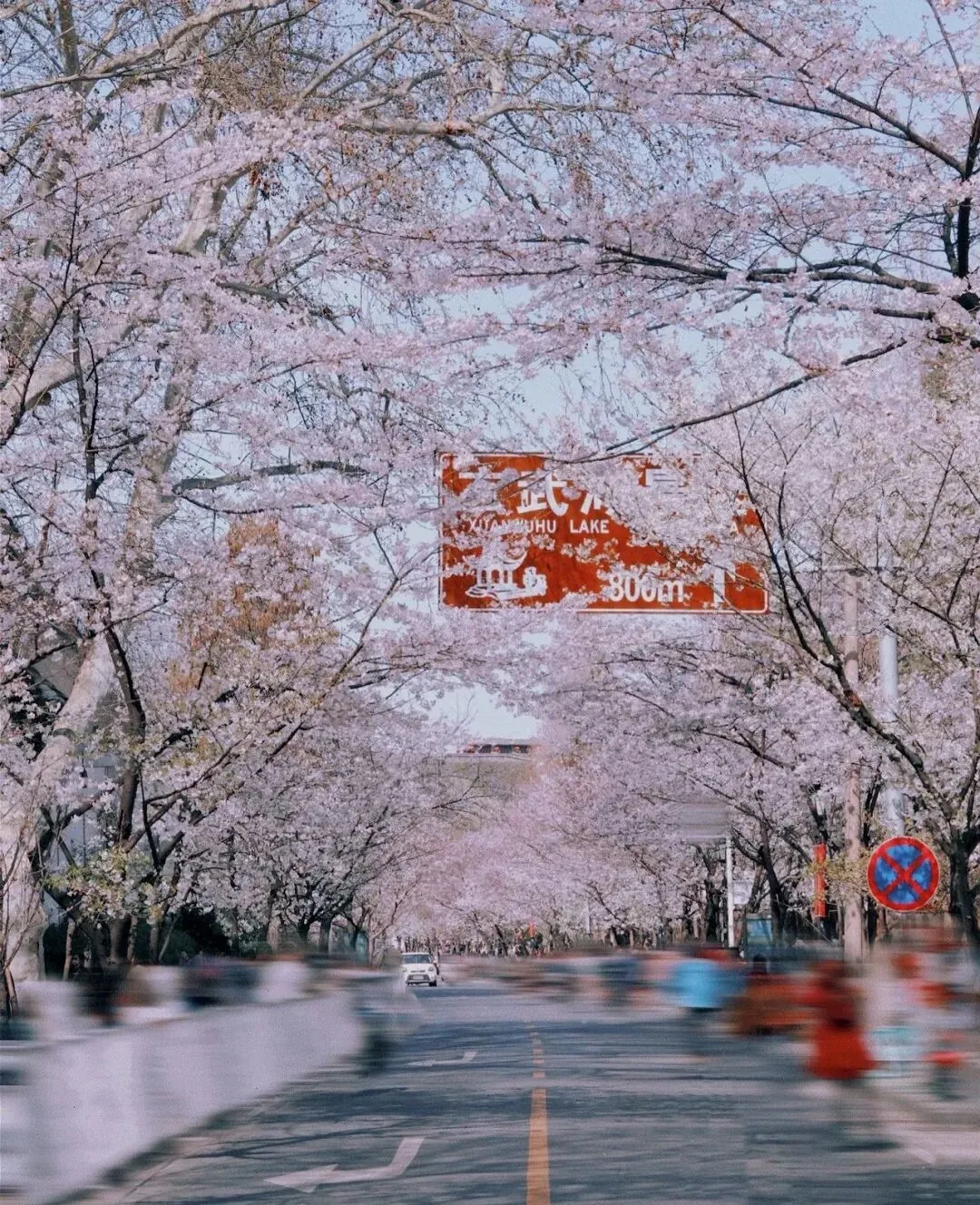 南京春日旅游攻略 | 10处必打卡景点,看看现实中的＂满城繁花＂