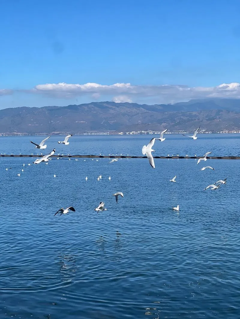 洱海把全国景区的饭碗给砸了