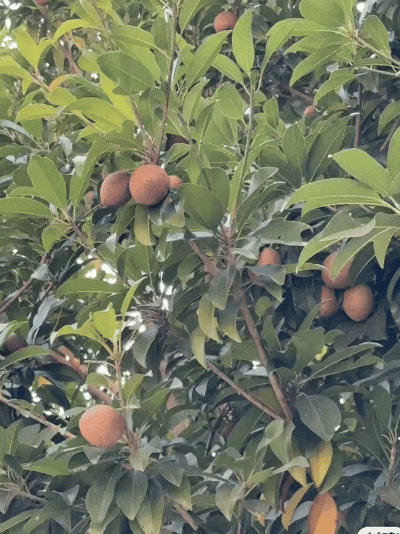 广西旅游,在路边看到一个奇怪的果子