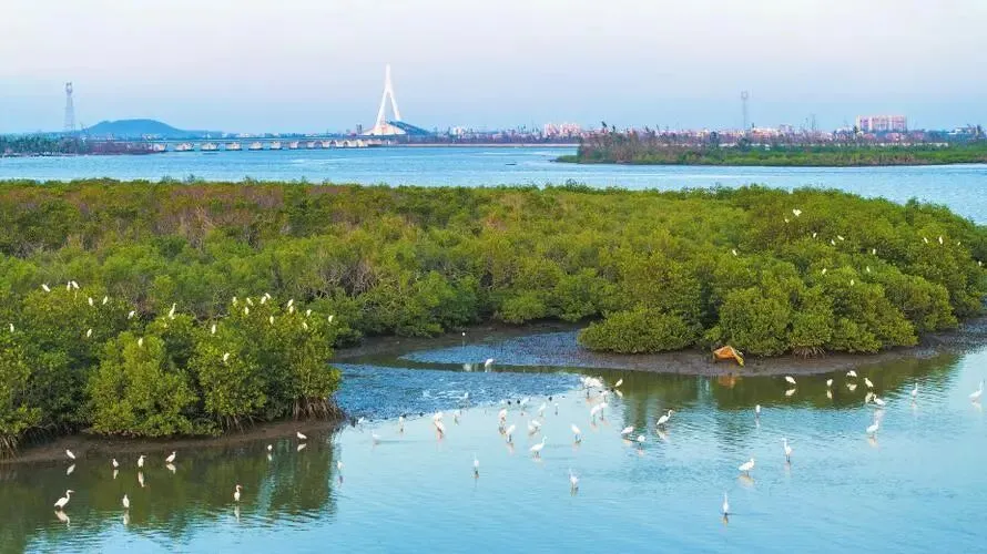 海南东寨港把全国景区的饭碗给砸了