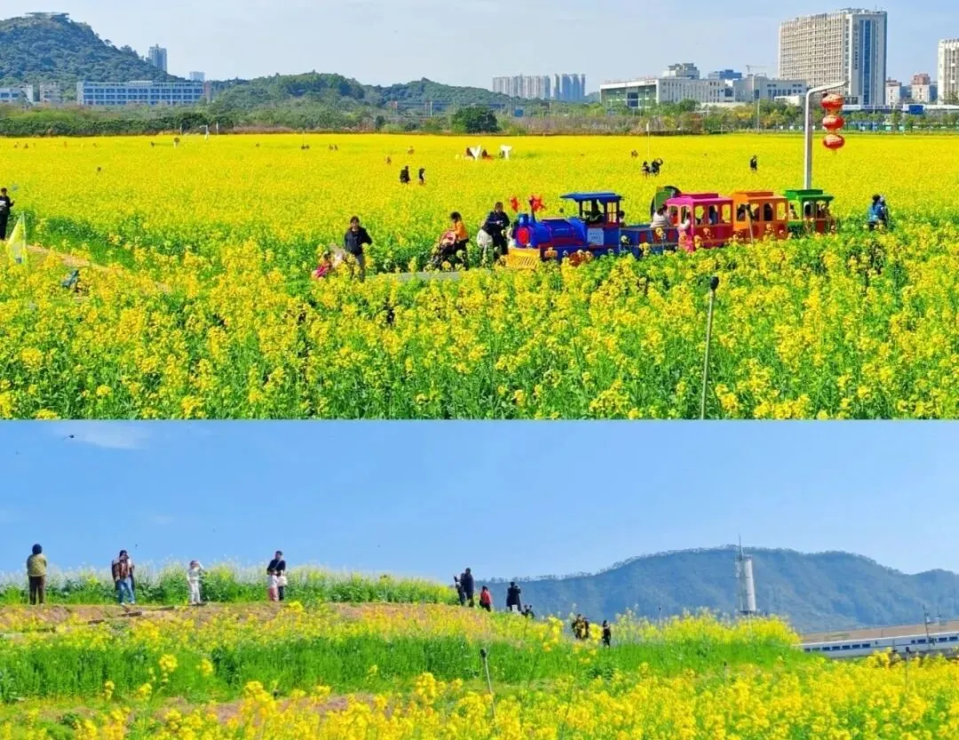 2026年过年深圳景点:光明欢乐田园风景绝美,富有高级感