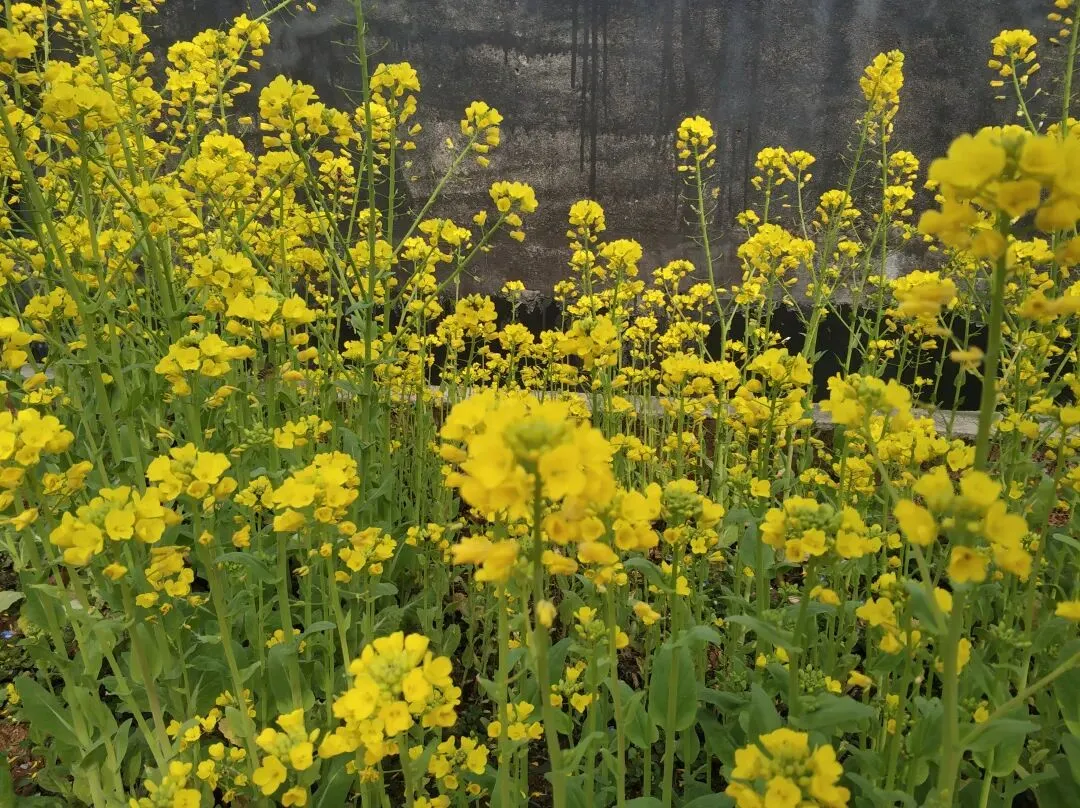 攻略不必做得太细致,必竟旅游的意义在于探索,以及身临其境的体验与感受