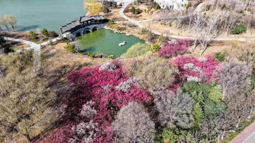 抢先探“湖上梅林”,太白湖景区第一抹春色已上线