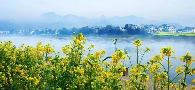 婺源看油菜花周未行程,不去人挤人的收费景点,只走小众原生态的免门票村落