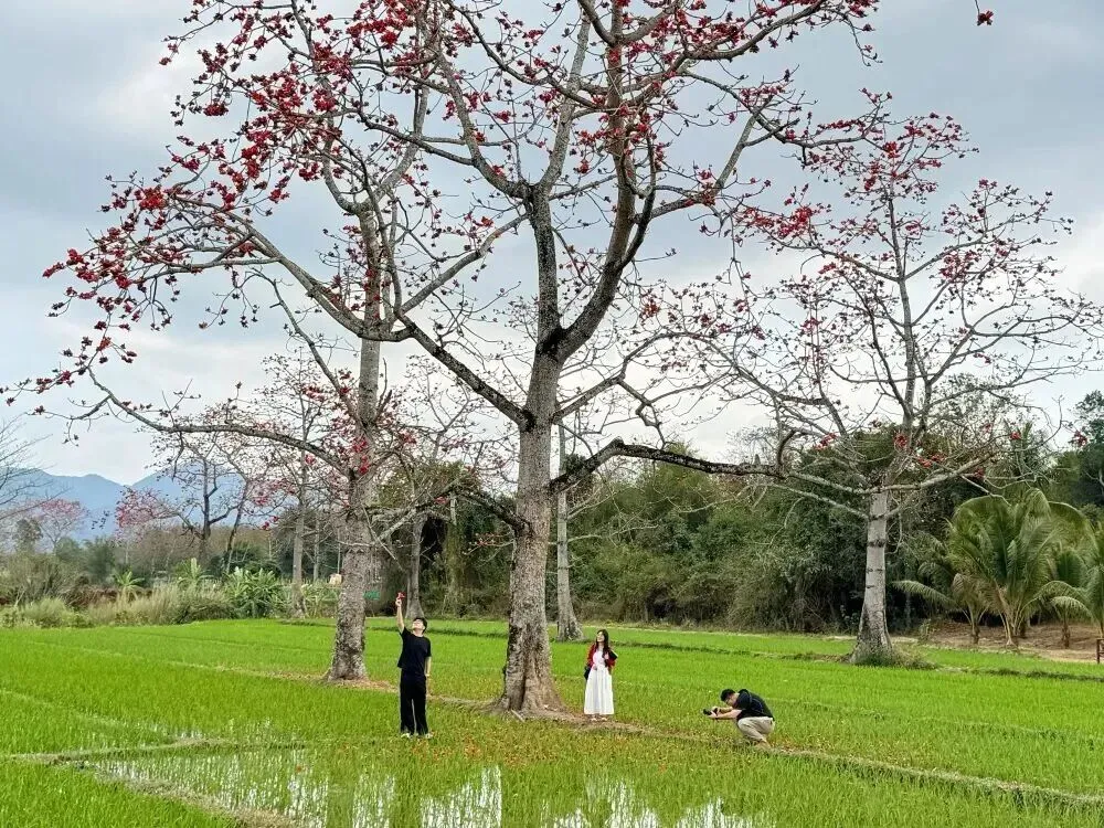 昌江:春节假期旅游接待人次与旅游总花费实现双增长