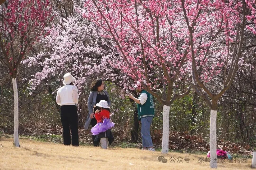 周至一景区今日恢复开园!赏梅正当时……