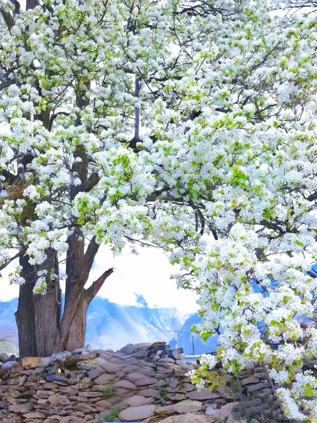 川西金川梨花深度旅游攻略:穿越“春日雪海”,邂逅藏寨田园