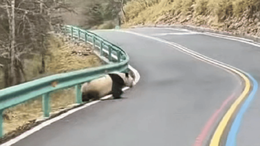 【1024·惊喜】偶遇顶流!四川喇叭河景区一旅游大巴偶遇野生大熊猫横穿公路,游客直呼幸运
