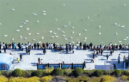 【文明播报】三门峡:从天鹅湖景区爆火看三门峡春节文旅全域出圈的密码