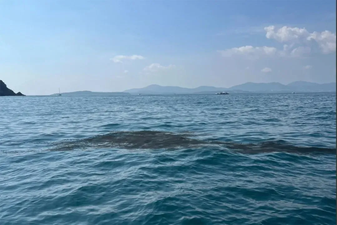 普吉岛突发生态危机!黑潮侵袭珊瑚岛,旅游天堂变＂油污地狱＂