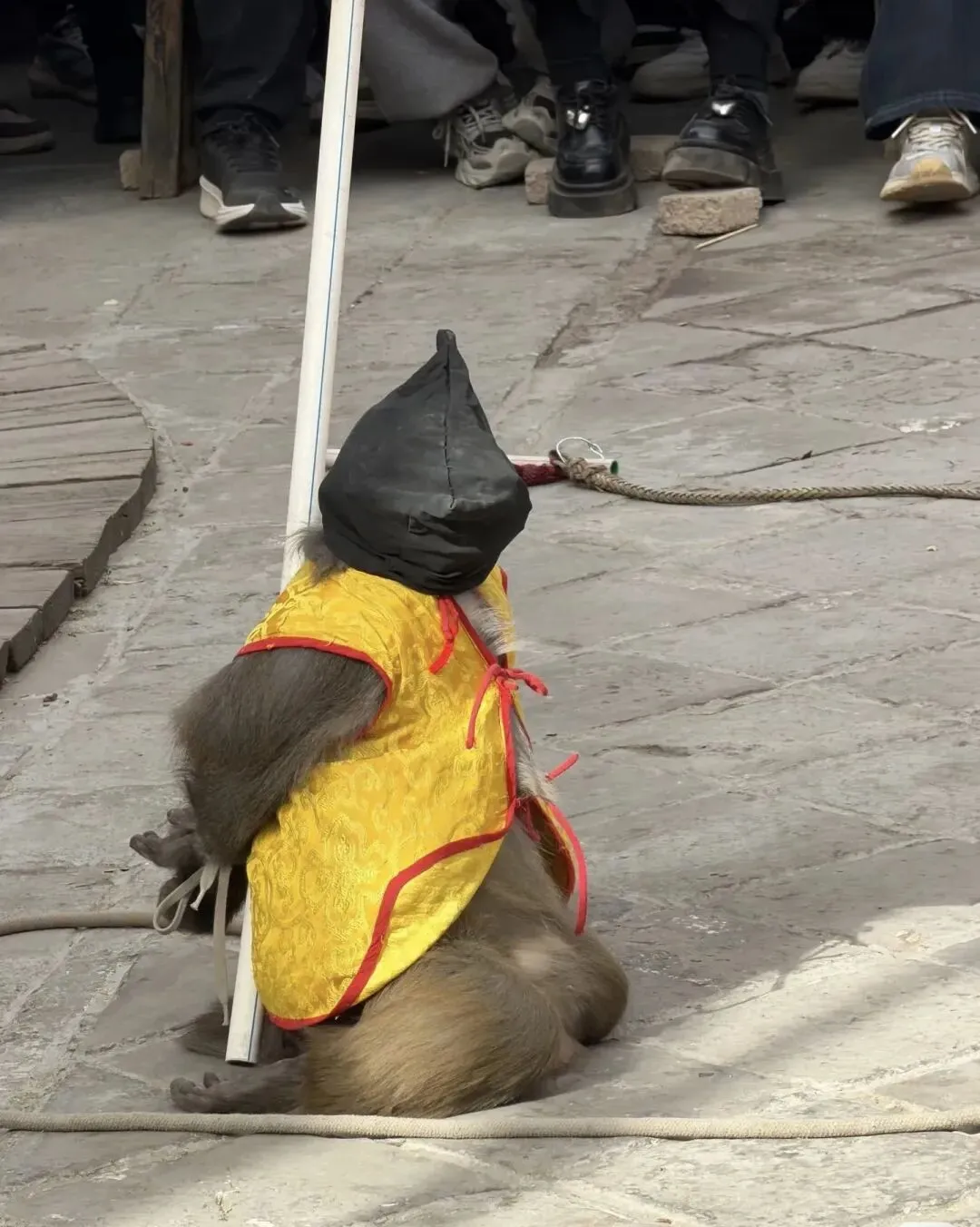 反绑跪地、黑布蒙头……一景区猴戏表演被指虐待动物,当地文旅已介入