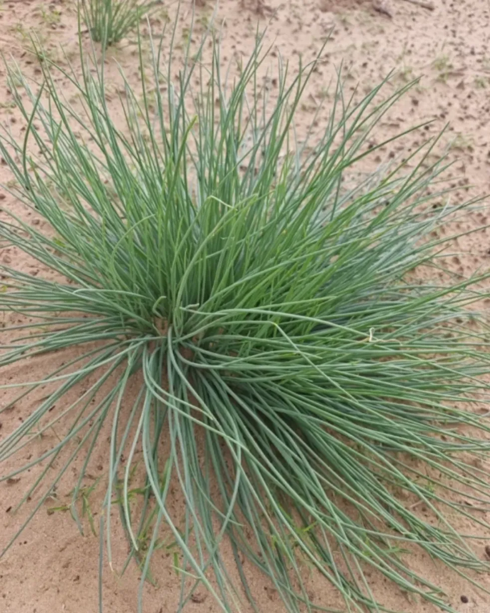 内蒙这个是什么啊?去内蒙旅游连吃5天吃破防了!