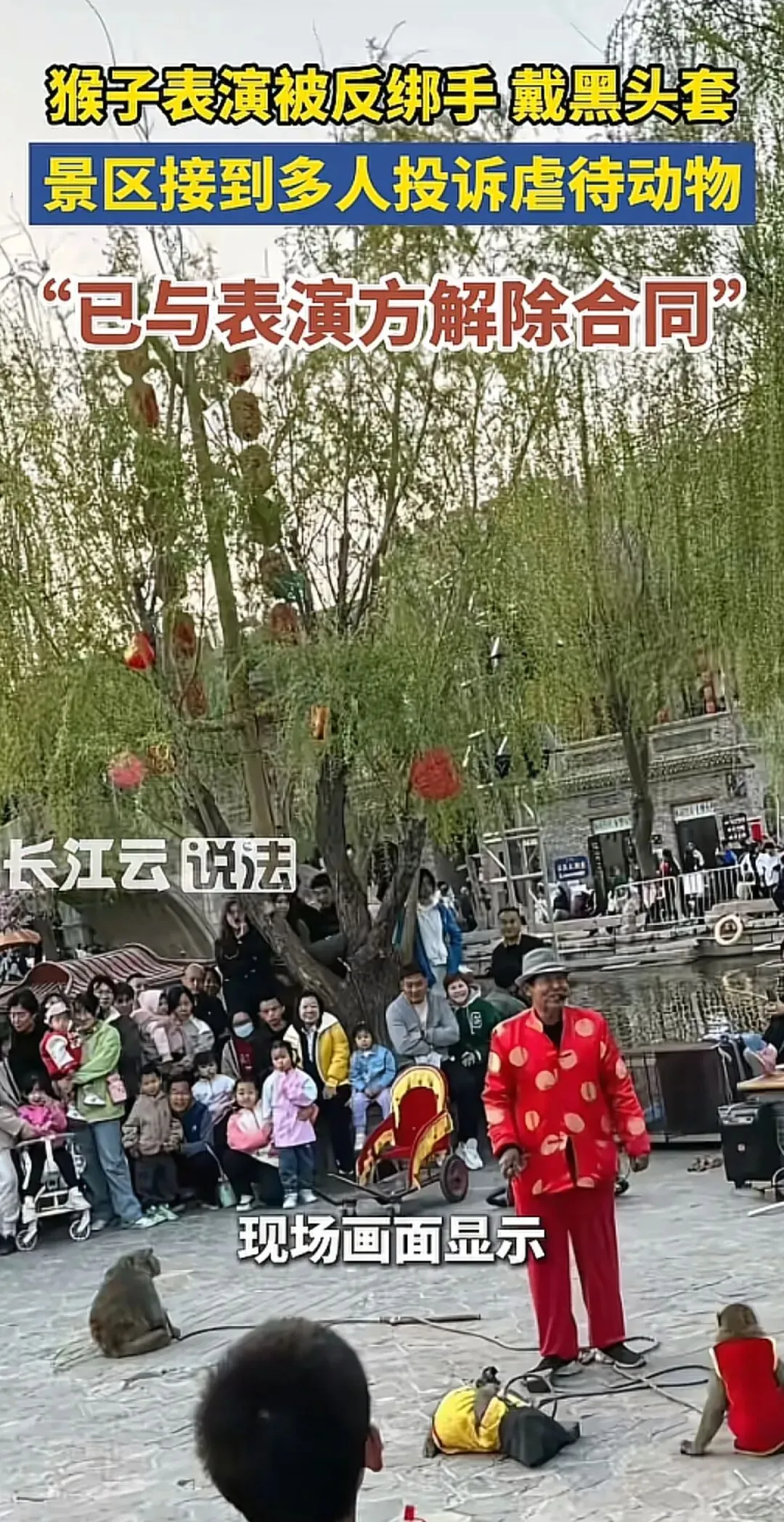 猴子被反绑蒙头表演,景区的流量密码,竟藏着如此残忍