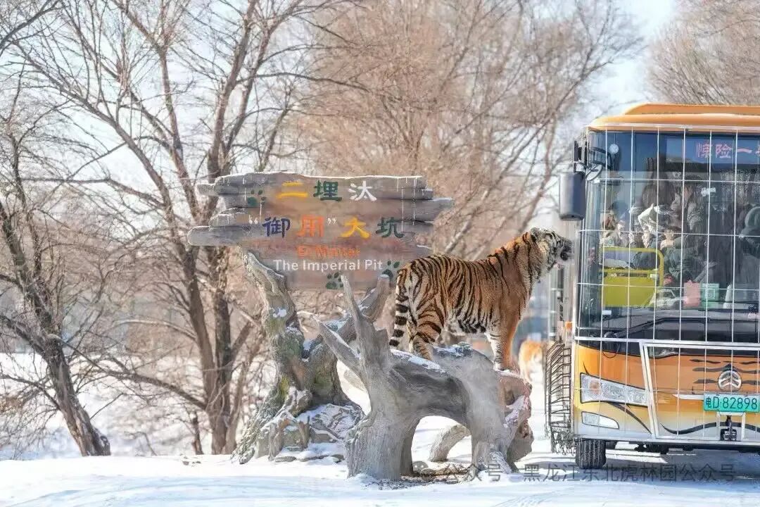 救命!东北虎也吃撑了?哈尔滨景区紧急开启“大猫轻断食”模式