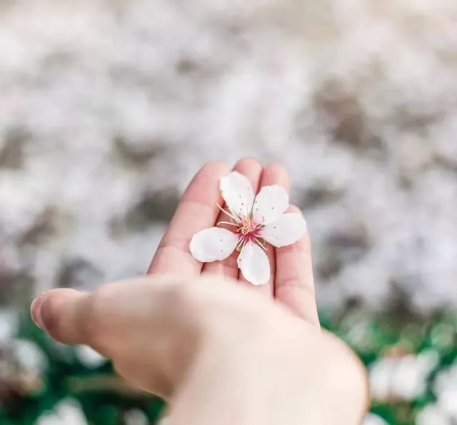 内行人都知道京都这些4处避坑赏樱景点...收藏再看!