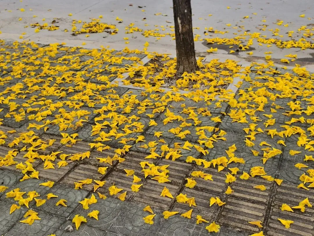 揭阳旅游•满地金黄花